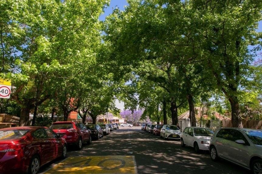 Cooling trees a hot debate