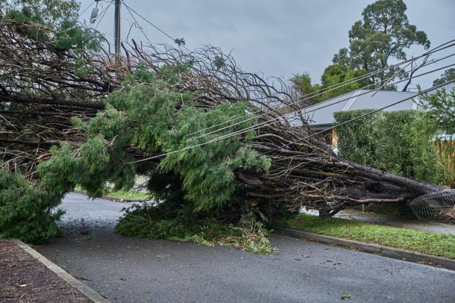 Thousands Of Fallen Trees After The Recent Violent Storm In Melbourne’s Dandenong Ranges