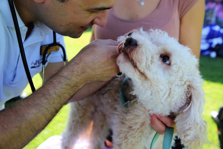 Parramatta Council and RSPCA to offer free pet vaccinations and microchipping