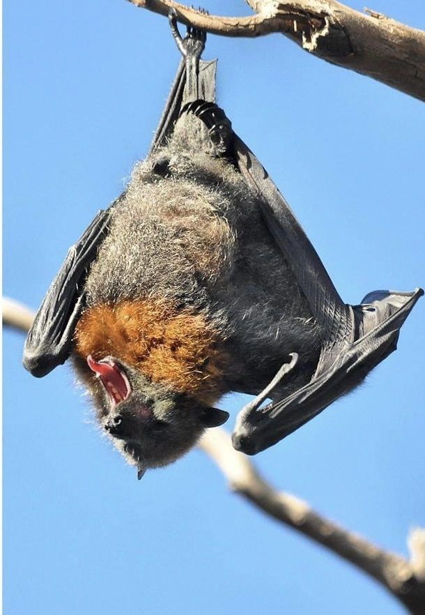 Don’t go batty over bats: Health service urges caution in affected areas