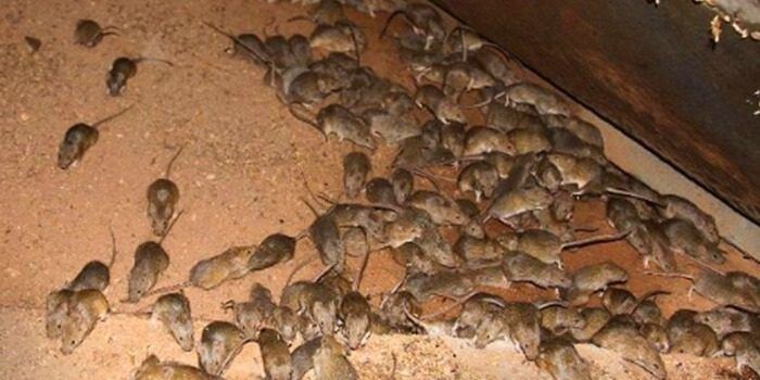 Bush charity calls on Minister to act over volunteers caught in mice infestation
