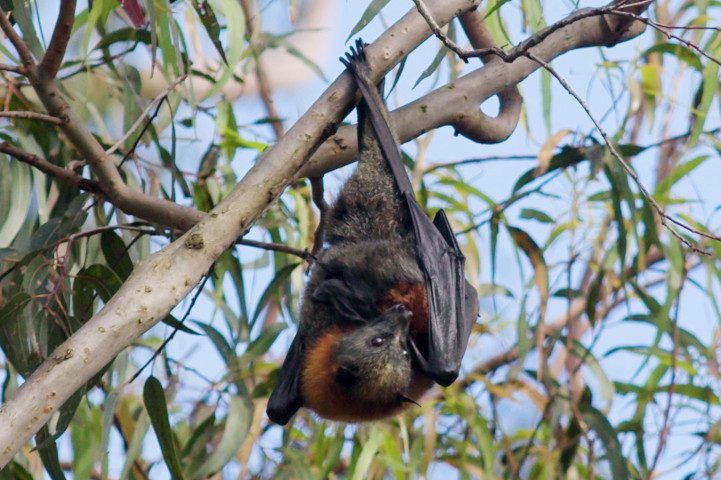 Foxes stay cool: new sprinklers for Parramatta’s flying foxes