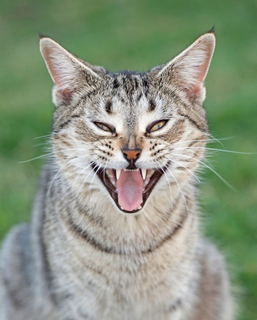 Cats wreaking havoc on native wildlife: Call for policy reforms