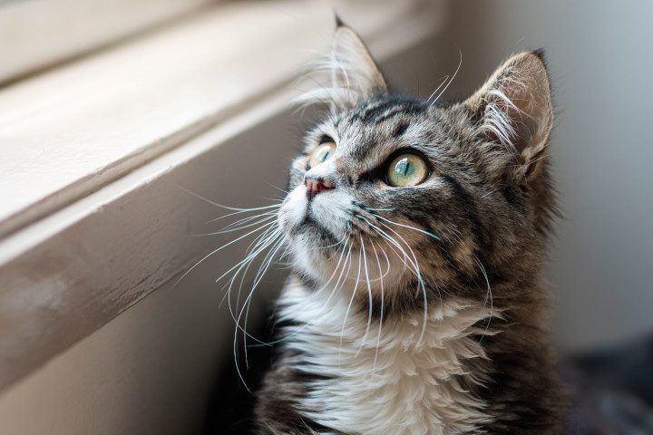 Govt announces a project to keep cats at home