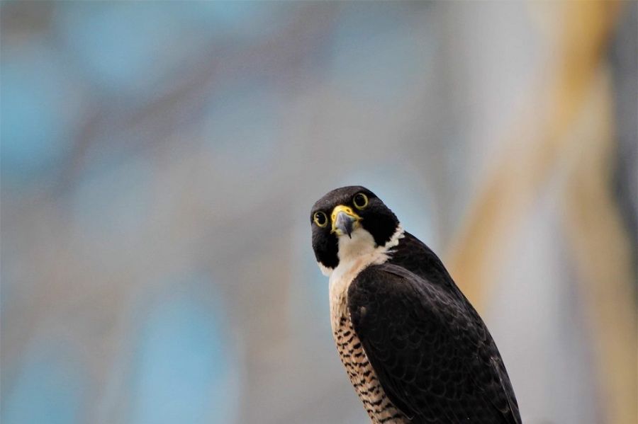 Wildlife rescuers save a baby peregrine falcon living in the roof at Accor Stadium