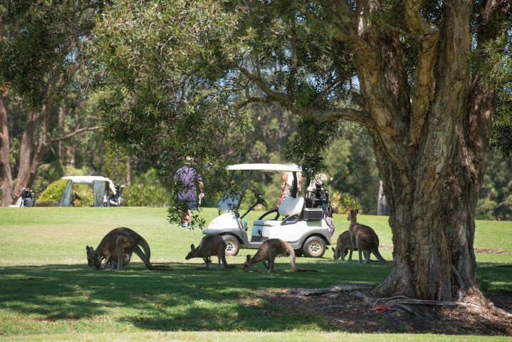 Why golfers run risk if they hit a roo rather than a birdie