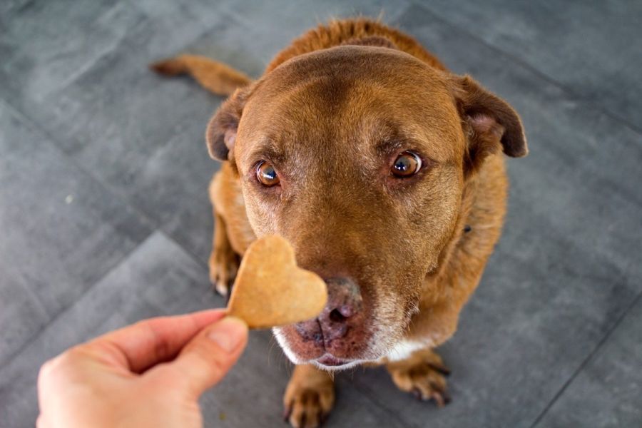 Lost pets reunited with their families through Parra Pets Matta social